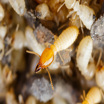 Termite Control: The Pest Menace