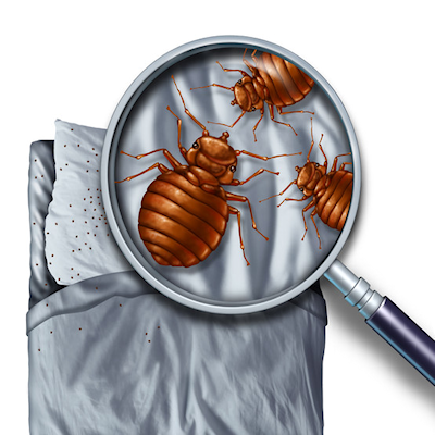 Uncovering the Truth: Do Bed Bugs Possess Wings? Exploring the Myths and Facts