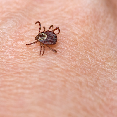 Comprehensive Guide to Preventing and Treating Fleas and Ticks on Your Pets