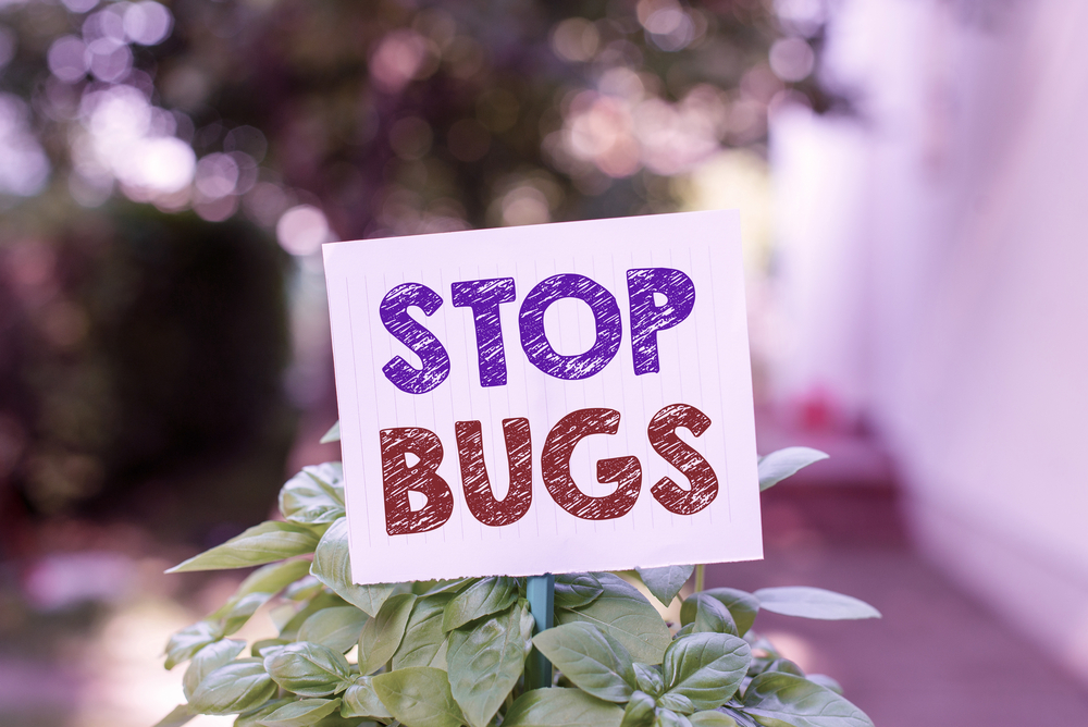 How To Get Rid of Stink Bugs