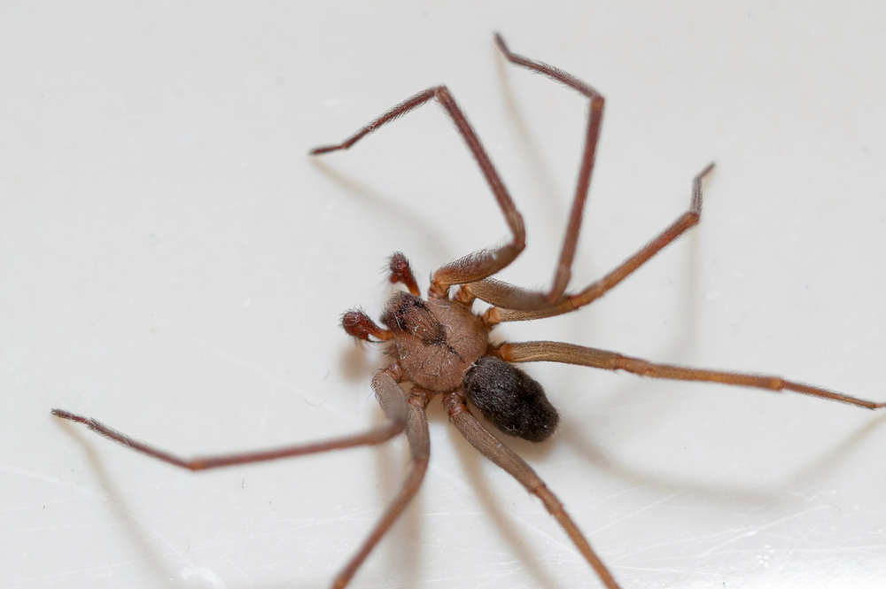 Find Affordable Pest Control Close to Me: Top Local Services Reviewed