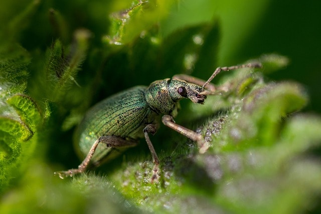 Romex Pest Control: Comprehensive Solutions for Your Needs