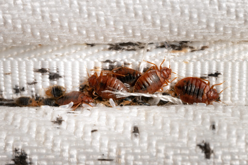 Understanding Exterminator OKC Prices: What You Need to Know Before Hiring