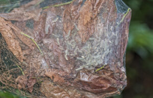 Bagworms and Pest Control: Navigating the Challenges for Effective Management