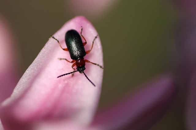 Essential Guide to Controlling Pests: Effective Strategies and Tips