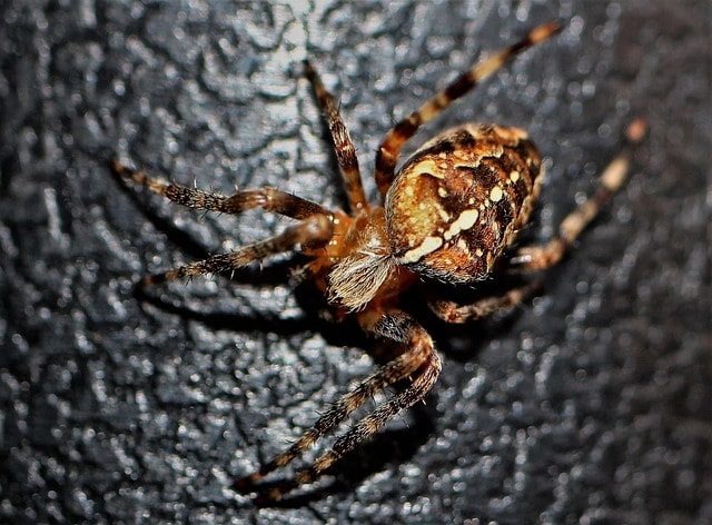 Top Tips for Effective Pest Control and Prevention Strategies