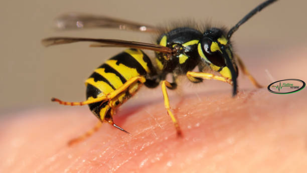 Yellow Stripy Things